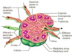 What is a Lymph Node? - CLL Society