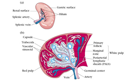 What Is The Spleen Cll Society