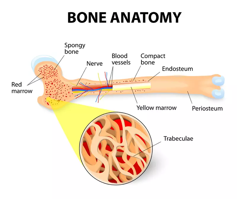 red bone marrow