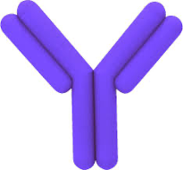 Y shape of an antibody
