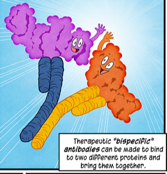 bispecific antibodies