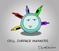 cell surface markers