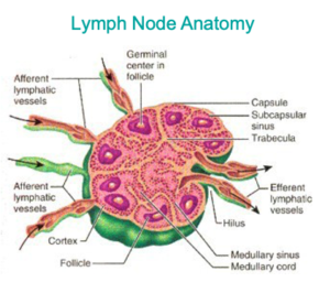 lymph node anatomy