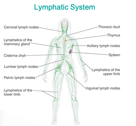 What is a Lymph Node? - CLL Society