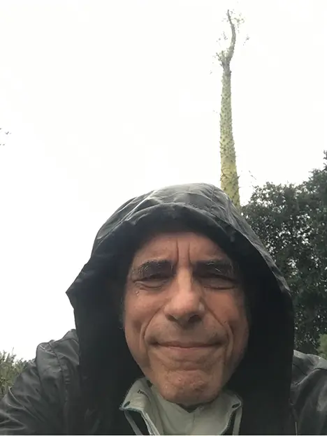 I was walking in the pouring rain with a boojum tree behind me.